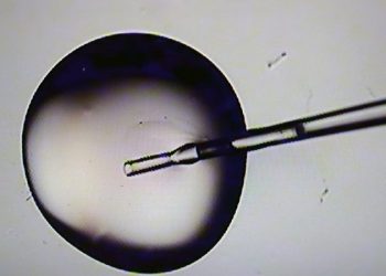 ‘Promises kept’: Trump signs executive order to ‘aggressively’ make IVF more affordable and accessible