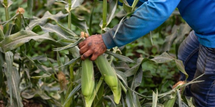 Crop tour projects record 2025 U.S. corn harvest, but disease could hit yields