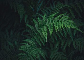 Living Plants Offer New Path to Rare Earths Supply, Study Shows